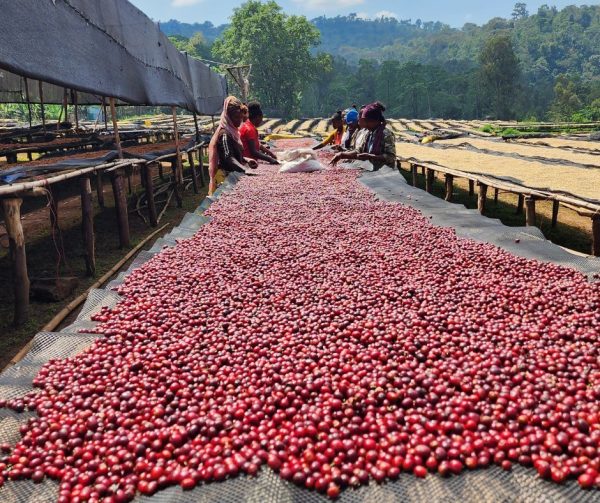 Ethiopia - Sidamo - imagine 2