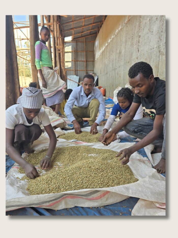 Ethiopia - Sidama - Legesse Matisso - imagine 4