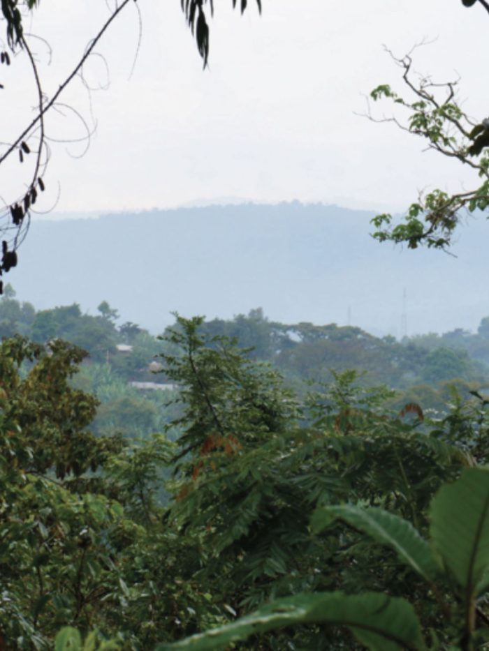 Ethiopia - Yirgacheffe -Aramo - imagine 4