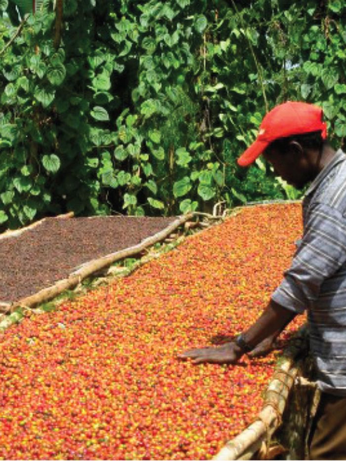 Ethiopia - Yirgacheffe -Aramo - imagine 3
