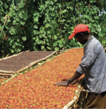 Ethiopia - Yirgacheffe -Aramo - imagine 3
