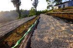 Ethiopia Uraga - carbonic maceration - imagine 3