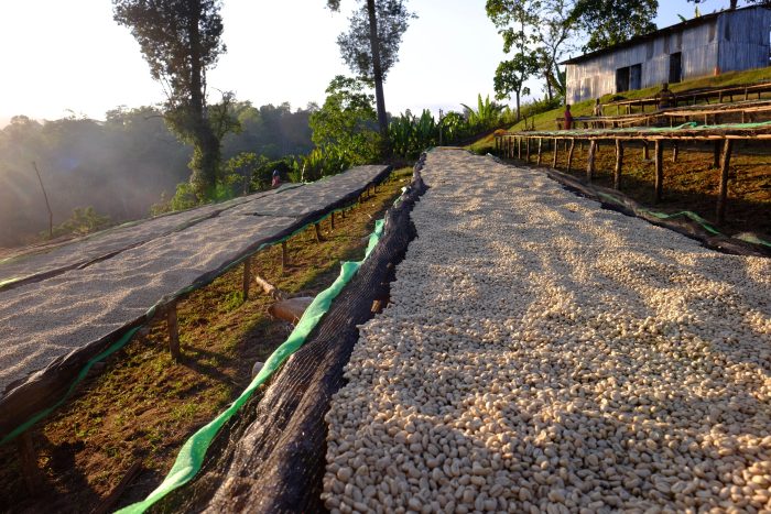 Ethiopia Uraga - carbonic maceration - imagine 3