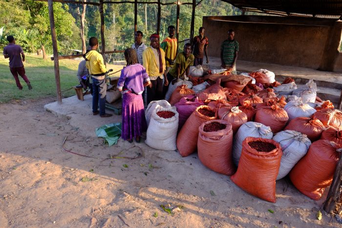 Ethiopia Uraga - carbonic maceration - imagine 4