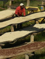 Burundi - yeast innoculated - imagine 4