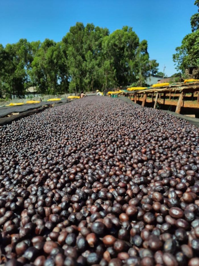 Ethiopia Uraga - carbonic maceration - imagine 5
